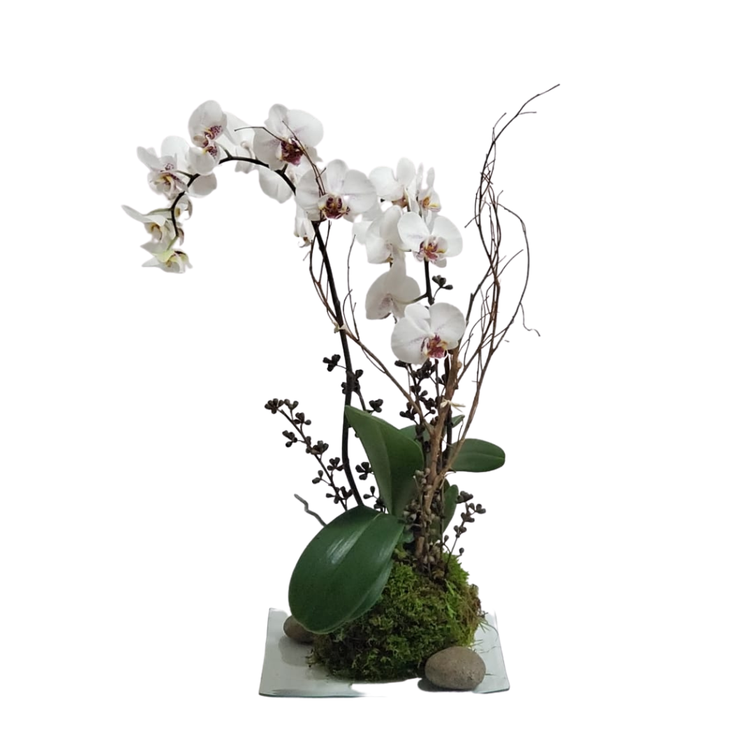 Orquidea Kokedama - Casa Magnolia