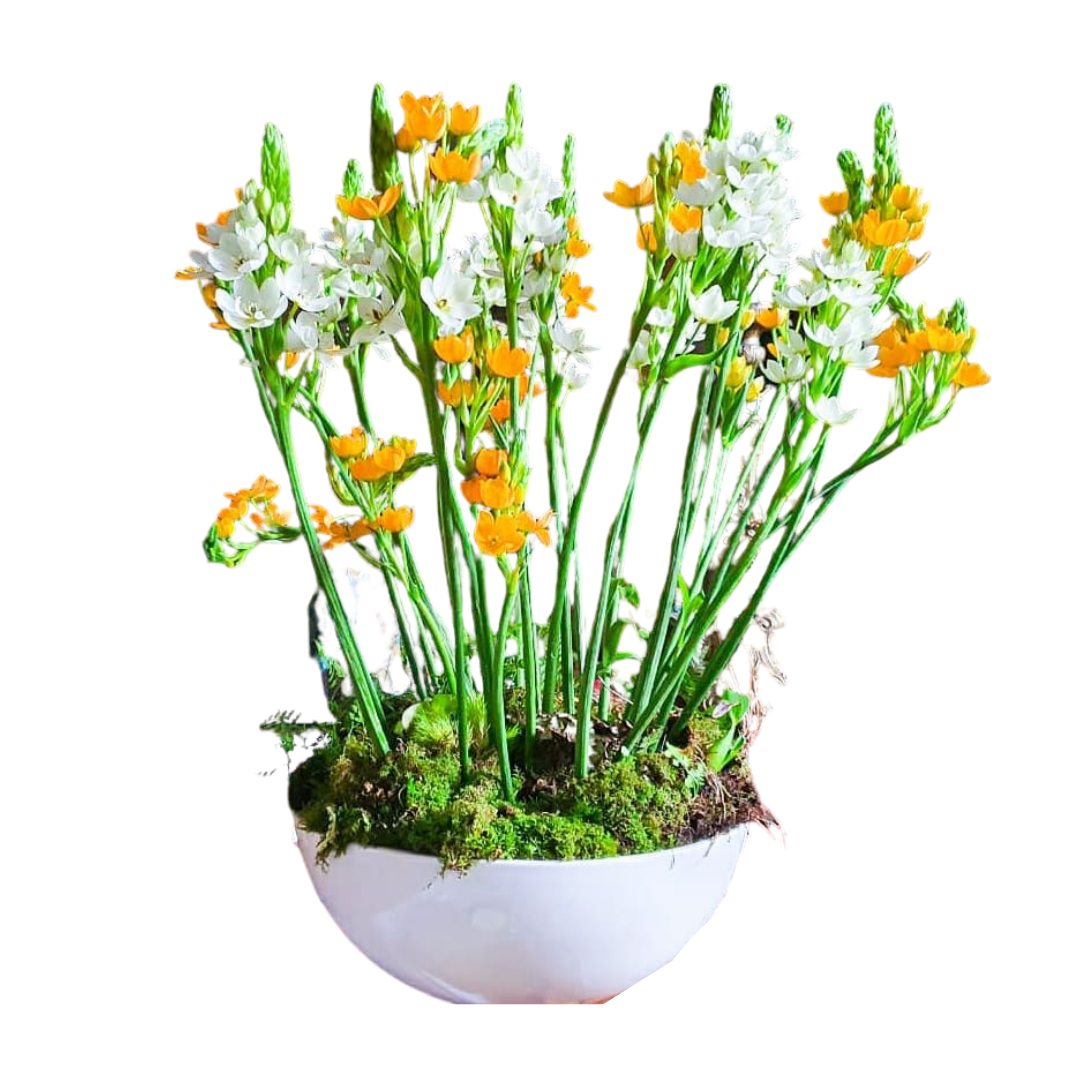 Flor Ornithogalum en florero de granito (Sold Out - Coming Soon) - Casa Magnolia