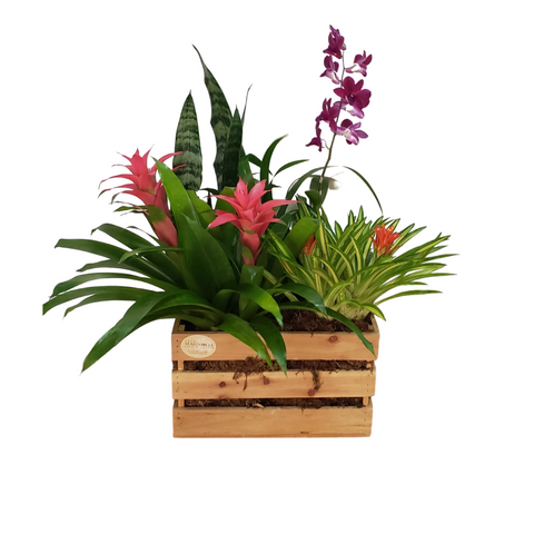 Caja de Plantas (Orquidea,Bromelia,Lirios) - Casa Magnolia